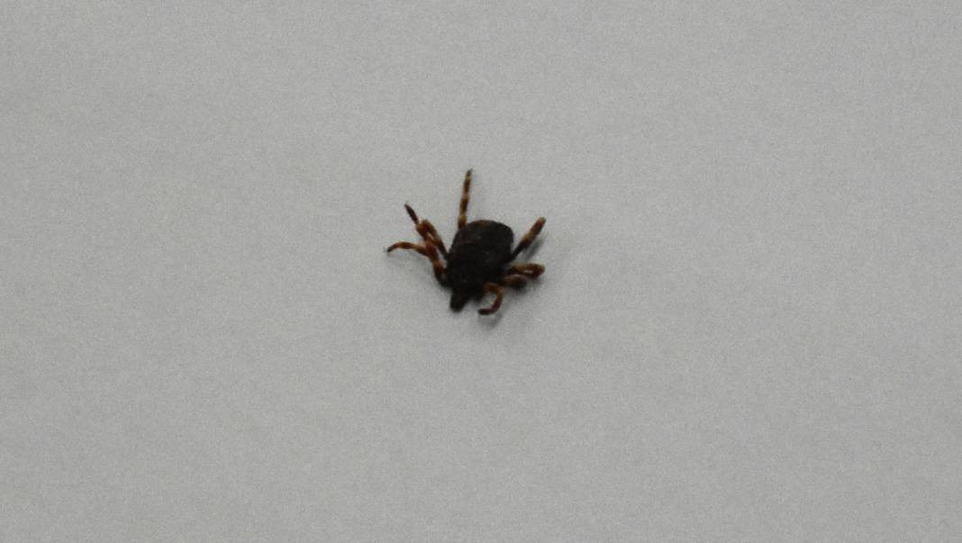 Havalar ısındı kabus geri döndü! 3 kişi öldü, 300 kişi tedavi görüyor - Resim: 10